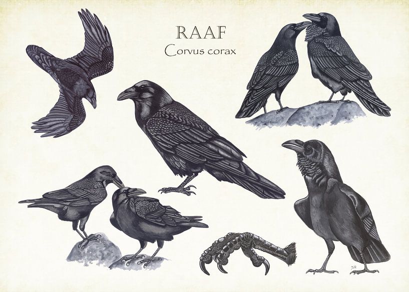 Raven par Jasper de Ruiter