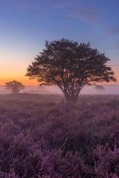 Dromerige mistige ochtend op de Zuiderheide van Michiel Dros