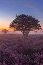 Dromerige mistige ochtend op de Zuiderheide van Michiel Dros thumbnail