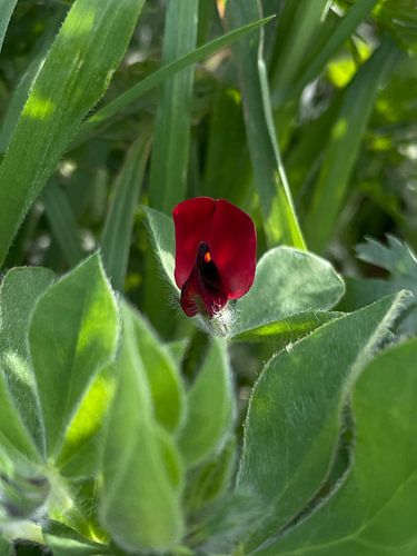 Magenta Wild Flower
