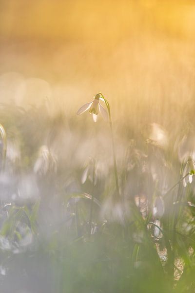 Sneeuwklokje van Lisa Antoinette Photography