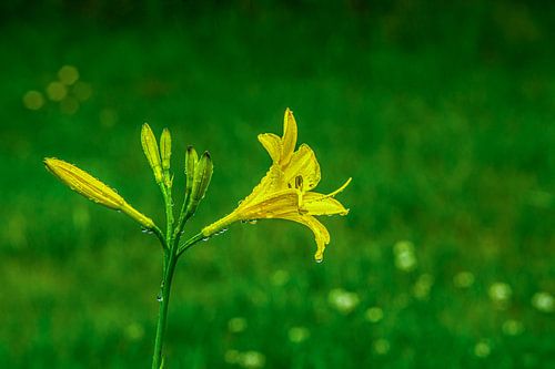 Met Analoge Lens Bosbloemenweidemist