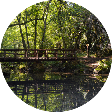 De brug in het woud van Daphne Elderenbos