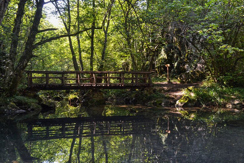 De brug in het woud von Daphne Elderenbos