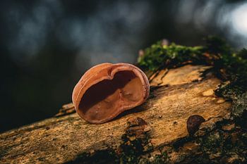 Een verborgen wereld