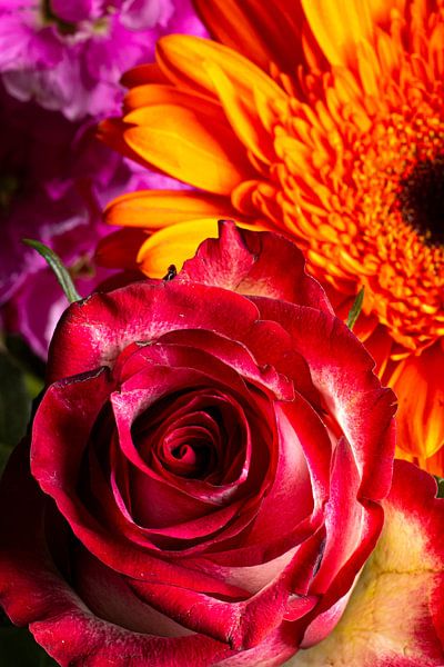 un ensemble de fleurs colorées par SO fotografie