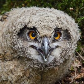 junger Uhu... Europäischer Uhu * Bubo bubo * sur wunderbare Erde