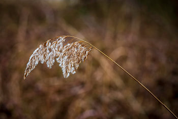 Frozen branch