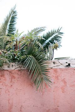 Botanische grüne, rosa Wand | Fotodruck Spanien | Farbenfrohe Reisefotografie von HelloHappylife