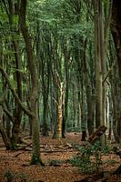 Speulderbos