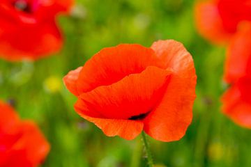Leuchtend rote Mohnblumen in Grün von Ivonne Fuhren-van de Kerkhof