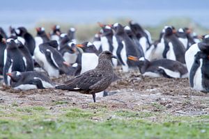 Skua devant la colonie de pingouins