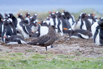Skua in front of penguin colony by Angelika Stern