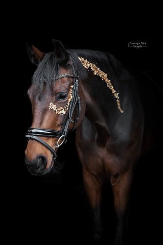 Black photo horse with gold leaf