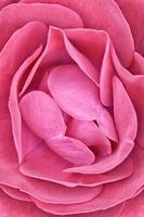 Flower dreams