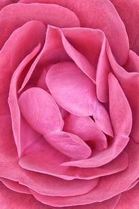 Bloemen dromen