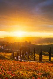 Allée de cyprès au coucher du soleil sur Daniela Beyer