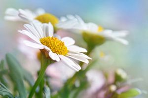 Marguerites sur Violetta Honkisz