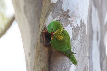Geschubde lorikeet kijkt uit de grot waarin hij baadde, Queensland, Australië van Frank Fichtmüller