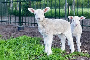 Zwei weiße neugeborene Lämmer im grünen Gras an einem sonnigen Tag im Frühjahr
