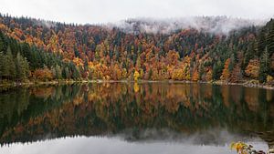 Herbstfarben von Femke Straten