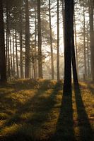 Morgenlicht durch die Bäume