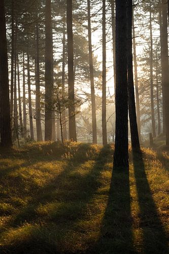 Morning light in the woods by Tomas Grootveld