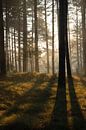 Ochtend licht door de bomen van Tomas Grootveld thumbnail