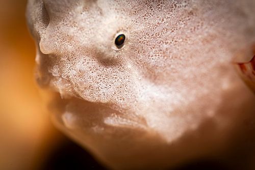 Hengelvis oog, Kapalai island, Maleisie van Travel Tips and Stories