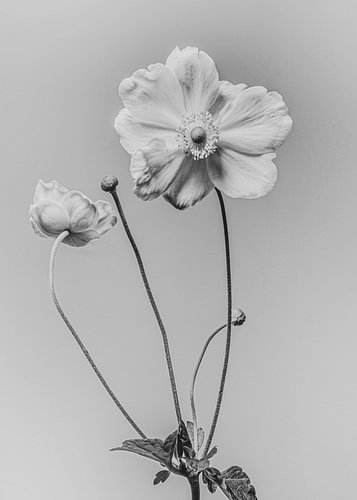 Fine-art fotografie bloem Anemoon