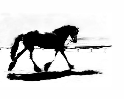 Fries paard in circus