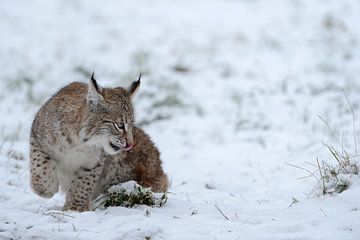 Euraziatische lynx (Lynx lynx), jong dier speelt in de sneeuw, vroege oefening, grappig beeld, Europ van wunderbare Erde