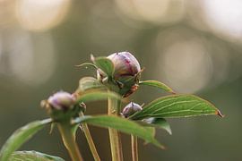 peonies in the morning light by Tania Perneel