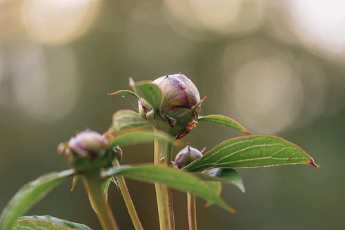 peonies in the morning light