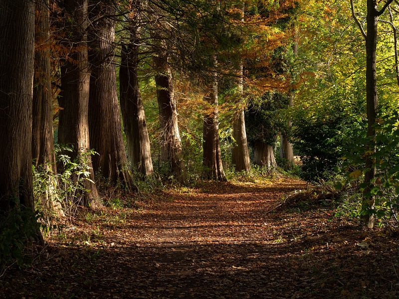 Forest avenue in autumn with golden leaves by Robin Jongerden