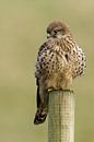 Turmfalke von Menno Schaefer Miniaturansicht