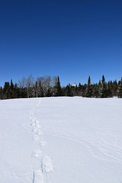 Snowshoe tracks in a field in winter by Claude Laprise