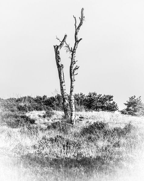 Dode berk in zwart-wit van Fotografie Jeronimo