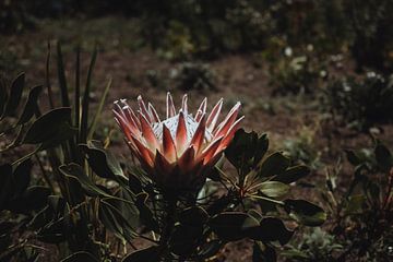 Protea | Reisfotografie | Kaapstad, Zuid-Afrika van Sanne Dost
