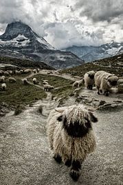 Mont Matterhorn, dans le Valais à nez noir sur Susanne Landolt