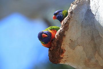 Rainbow Lorikeet, Queensland, Australia by Frank Fichtmüller