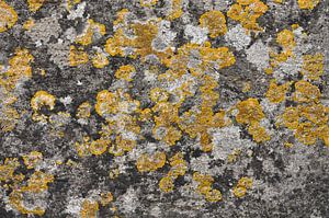 Bloeiend beton - Atelier Natuur