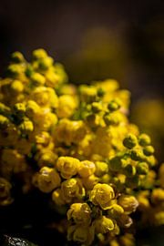 Rathenow "City of Optics