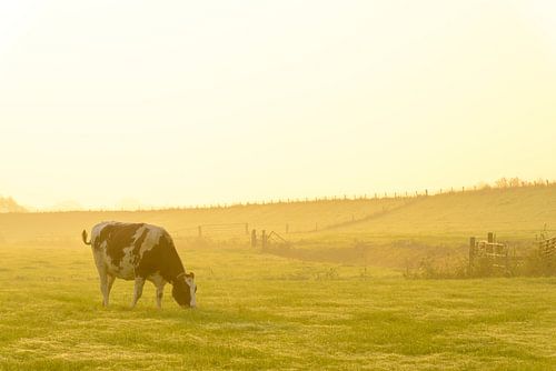 Koe in de wei tijdens een mistige zonsopgang in de IJsseldelta