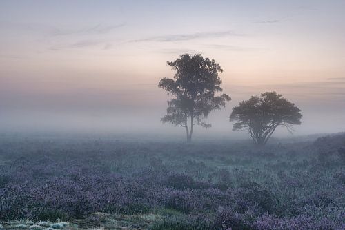 Two trees, more heather