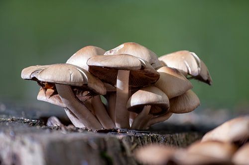 Paddenstoelen op een boomstam in een loofbos in de herfst