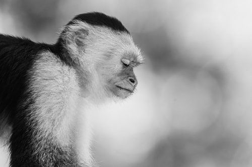 Reflectie van Rust De Aap in Gedachte