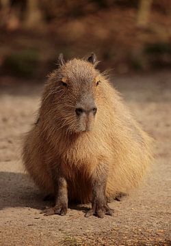 Capibara van Frank Smedts