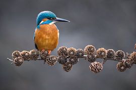 Eisvogel auf Fichtenzweig im Wurf von Jeroen Stel