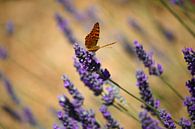 Kleurrijke wereld van de vlinder van Fotojeanique . thumbnail